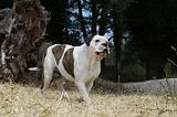 BOULEDOGUE AMERICAIN 093